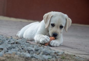 hundefoder