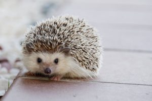 odense zoo dyr