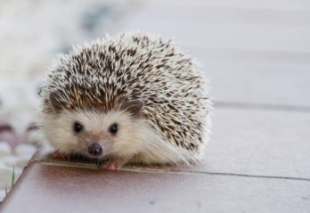 odense zoo dyr